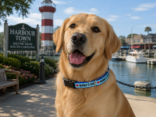 Mama's Boy Collection - Collars & Lead