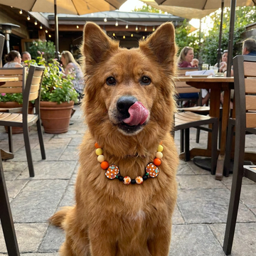 Pumpkin Patch 17" Necklace Bark Bling Collection