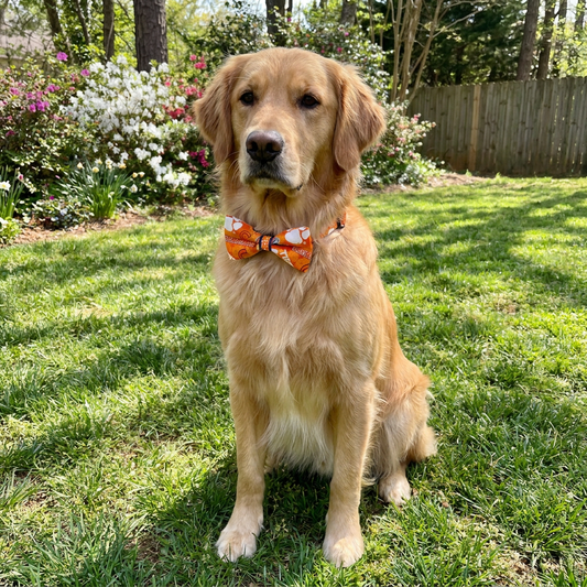 Clemson Bow Tie - Seasonal Item