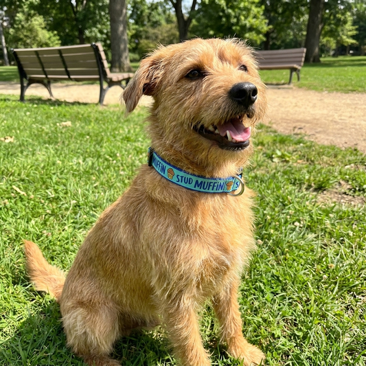 Stud Muffin Collection - Collars & Lead