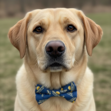 Cheese Tax Bow Tie